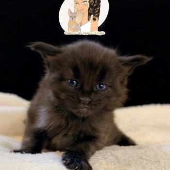 Alaska Des joyaux d’Égypte Mâle Maine coon