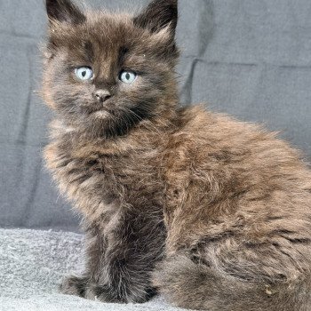 Alaska Des joyaux d’Égypte Mâle Maine coon