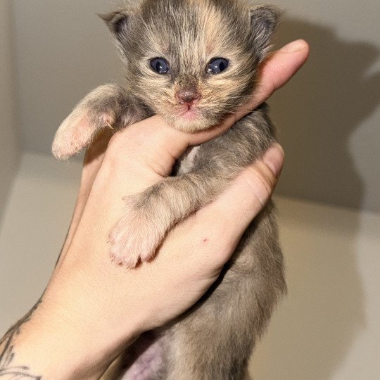 chaton Maine coon blue tortie smoke Arckadia Chatterie Des Joyaux d’Égypte blue tortie smoke 