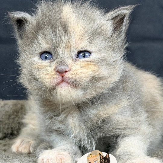 chaton Maine coon blue tortie smoke Ayélïs Chatterie Des Joyaux d’Égypte blue tortie smoke 