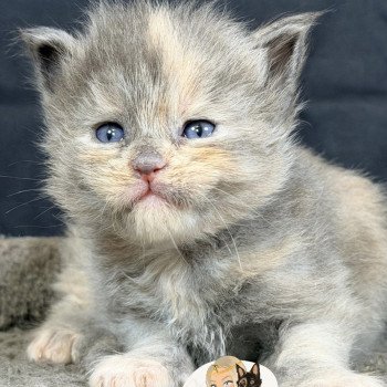 AYÉLÏS Des joyaux d’Égypte Femelle Maine coon