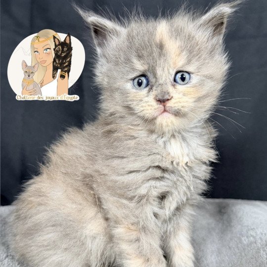 chaton Maine coon blue tortie smoke AYÉLÏS Chatterie Des Joyaux d’Égypte blue tortie smoke 
