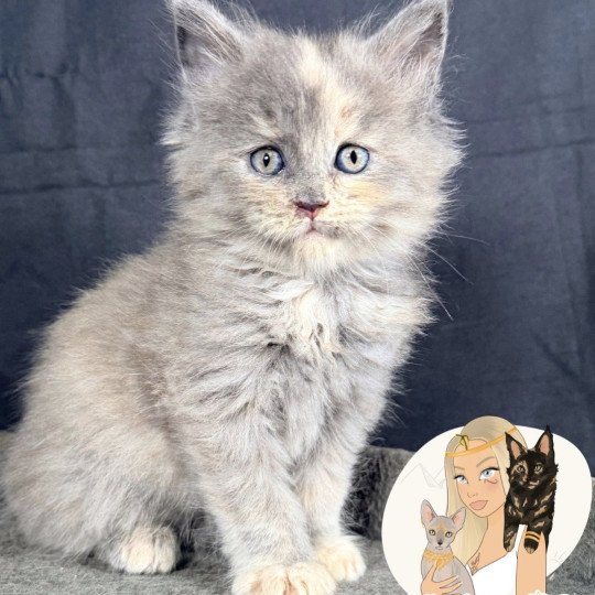 chaton Maine coon blue tortie smoke AYÉLÏS Chatterie Des Joyaux d’Égypte blue tortie smoke 