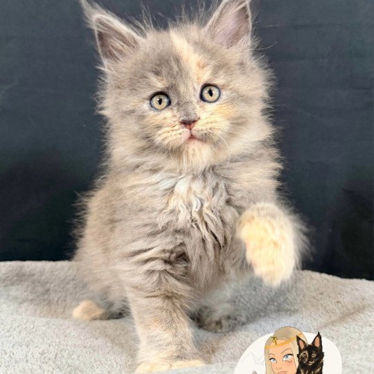 chaton Maine coon blue tortie smoke AYÉLÏS Chatterie Des Joyaux d’Égypte blue tortie smoke 