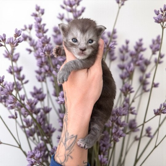 chaton Maine coon black smoke Aria Chatterie Des Joyaux d’Égypte black smoke 