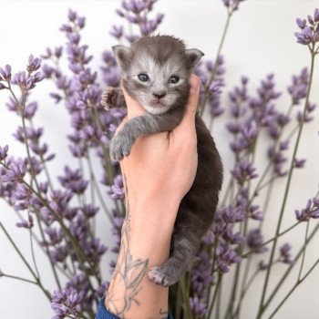 Aria Des joyaux d’Égypte Femelle Maine coon