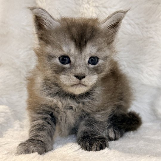 chaton Maine coon black smoke Aria Chatterie Des Joyaux d’Égypte black smoke 