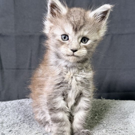 chaton Maine coon black smoke Aria Chatterie Des Joyaux d’Égypte black smoke 