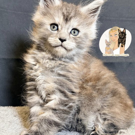 chaton Maine coon black smoke Aria Chatterie Des Joyaux d’Égypte black smoke 