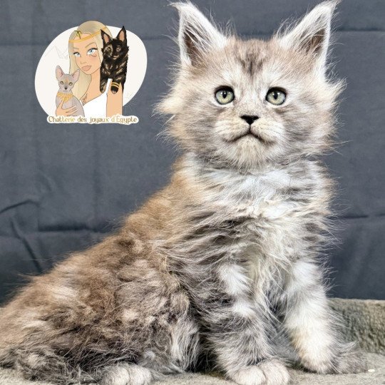 chaton Maine coon black smoke Aria Chatterie Des Joyaux d’Égypte black smoke 