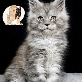 ARIA Des joyaux d’Égypte Femelle Maine coon