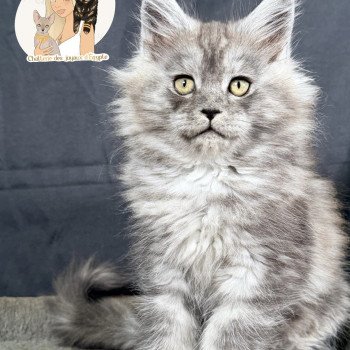 ARIA Des joyaux d’Égypte Femelle Maine coon