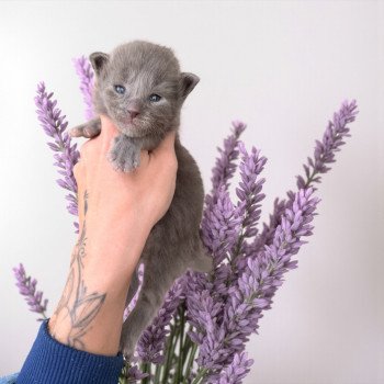 Aska Des joyaux d’Égypte Mâle Maine coon