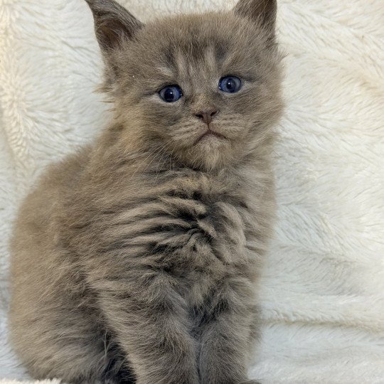 chaton Maine coon blue smoke Aska Chatterie Des Joyaux d’Égypte blue smoke 