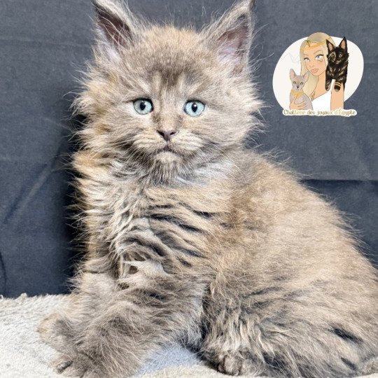 chaton Maine coon blue smoke Aska Chatterie Des Joyaux d’Égypte blue smoke 