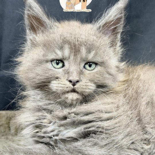 chaton Maine coon blue smoke Aska Chatterie Des Joyaux d’Égypte blue smoke 