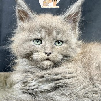 ASKA Des joyaux d’Égypte Mâle Maine coon