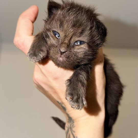 chaton Maine coon black Athéssy Chatterie Des Joyaux d’Égypte black 