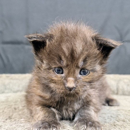 chaton Maine coon black Athéssy Chatterie Des Joyaux d’Égypte black 