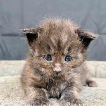 ATHÉSSY Des joyaux d’Égypte Femelle Maine coon