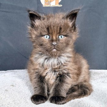 ATHÉSSY Des joyaux d’Égypte Femelle Maine coon