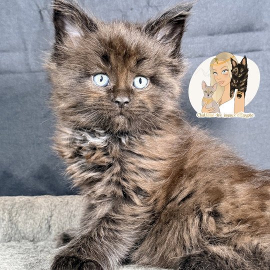 chaton Maine coon black ATHÉSSY Chatterie Des Joyaux d’Égypte black 
