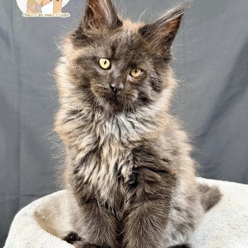 ATHÉSSY Des joyaux d’Égypte Femelle Maine coon