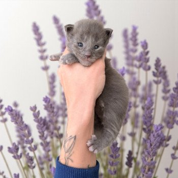 Azalée Des joyaux d’Égypte Mâle Maine coon