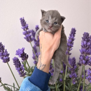 Anéya Des joyaux d’Égypte Femelle Maine coon