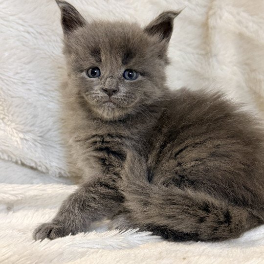 chaton Maine coon blue smoke Anéya Chatterie Des Joyaux d’Égypte blue smoke 