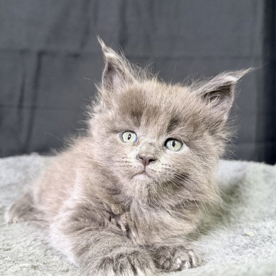 chaton Maine coon blue smoke Anéya Chatterie Des Joyaux d’Égypte blue smoke 