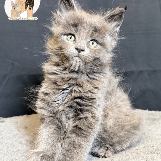 chaton Maine coon blue smoke Anéya Chatterie Des Joyaux d’Égypte blue smoke 