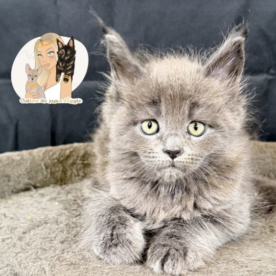chaton Maine coon blue smoke Anéya Chatterie Des Joyaux d’Égypte blue smoke 