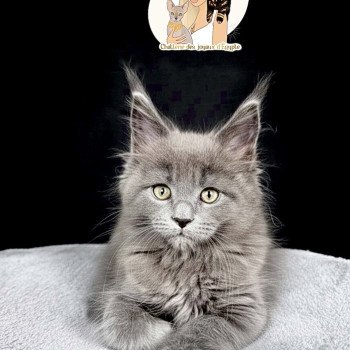 ANÉYA Des joyaux d’Égypte Femelle Maine coon