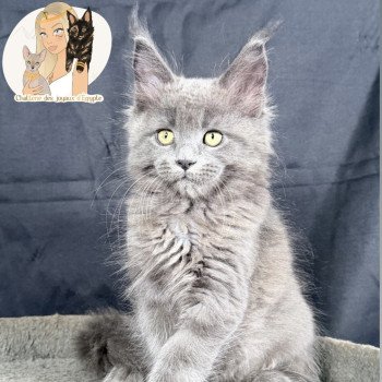 ANÉYA Des joyaux d’Égypte Femelle Maine coon
