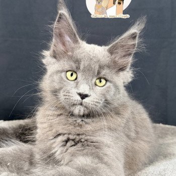 ANÉYA Des joyaux d’Égypte Femelle Maine coon