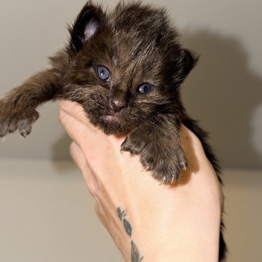 chaton Maine coon polydactyle black Angel Chatterie Des Joyaux d’Égypte black 