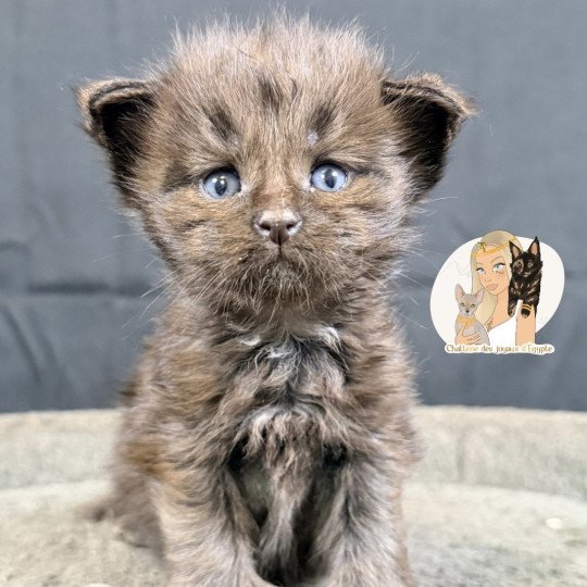 chaton Maine coon polydactyle black Angel Chatterie Des Joyaux d’Égypte black 
