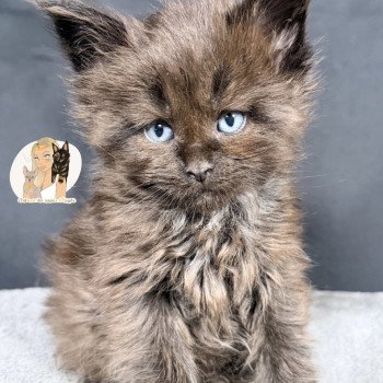 AÏKA Des joyaux d’Égypte Femelle Maine coon polydactyle