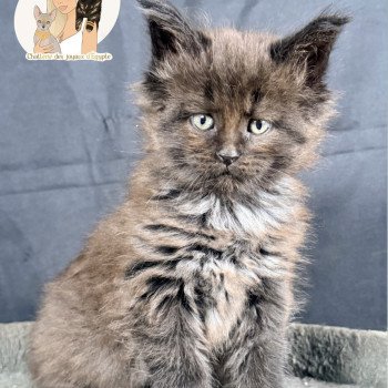 AÏKA Des joyaux d’Égypte Femelle Maine coon polydactyle