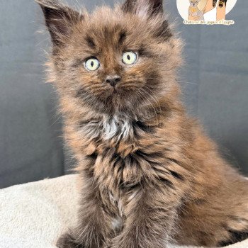 AÏKA Des joyaux d’Égypte Femelle Maine coon polydactyle