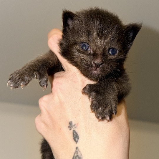 chaton Maine coon polydactyle black Ayuki Chatterie Des Joyaux d’Égypte black 