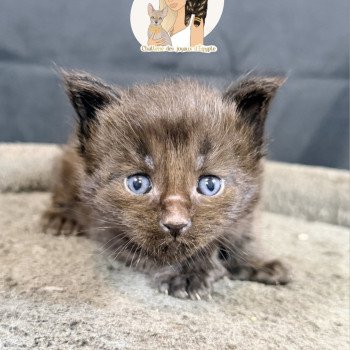 AYUKI Des joyaux d’Égypte Mâle Maine coon polydactyle