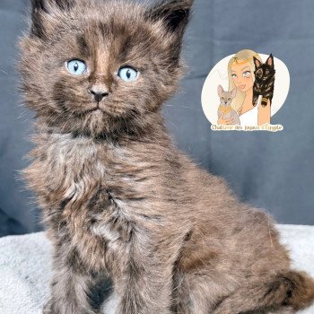 AYUKI Des joyaux d’Égypte Mâle Maine coon polydactyle