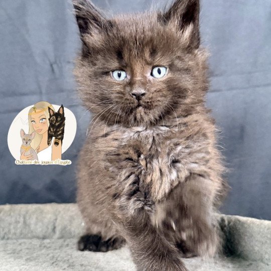 chaton Maine coon polydactyle black AYUKI Chatterie Des Joyaux d’Égypte black 