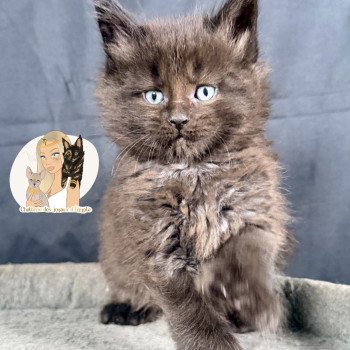 AYUKI Des joyaux d’Égypte Mâle Maine coon polydactyle