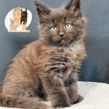 AYUKI Des joyaux d’Égypte Mâle Maine coon polydactyle