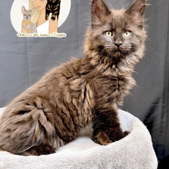AYUKI Des joyaux d’Égypte Mâle Maine coon polydactyle