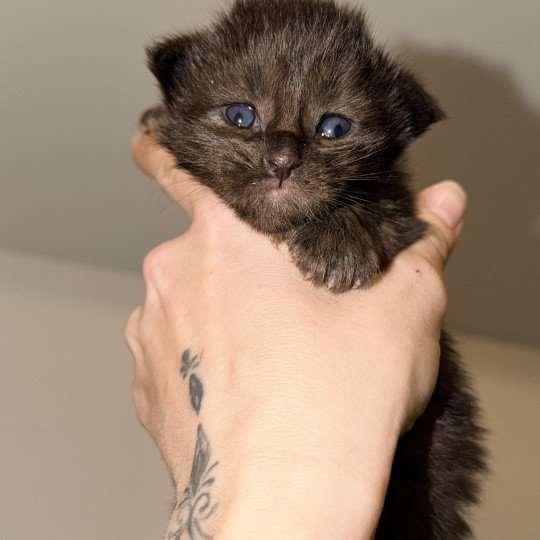 chaton Maine coon polydactyle black Atzuko Chatterie Des Joyaux d’Égypte black 