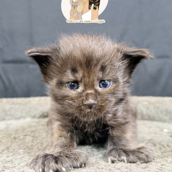 ATZUKO Des joyaux d’Égypte Mâle Maine coon polydactyle